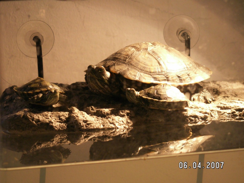 turtles3.jpg